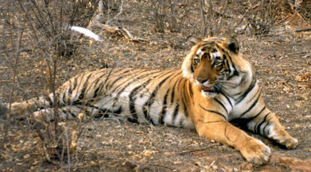 Wildlife In Udaipur - Tiger